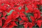 Пуансетия — цветок рождественского и новогоднего счастья